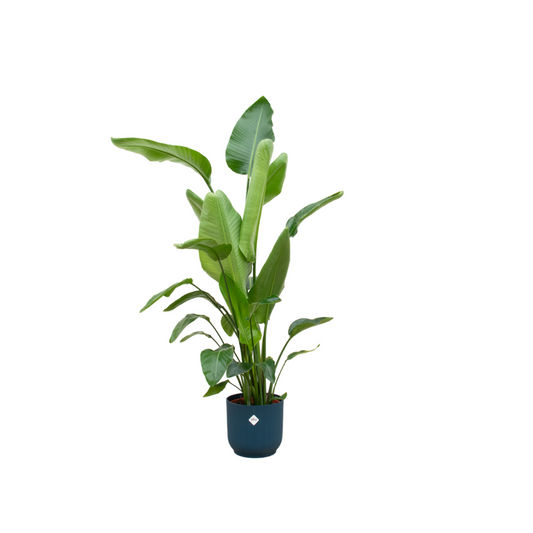 White Bird of Paradise Flower 160cm - Ø30 - Strelitzia Nicolai including elho Vibes Fold Round blue -
