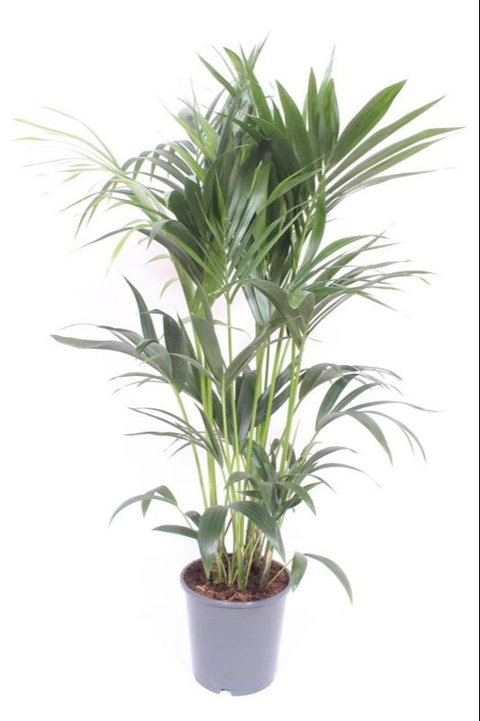 Kentia palm - Howea Forsteriana - Ø24cm - ↕120cm