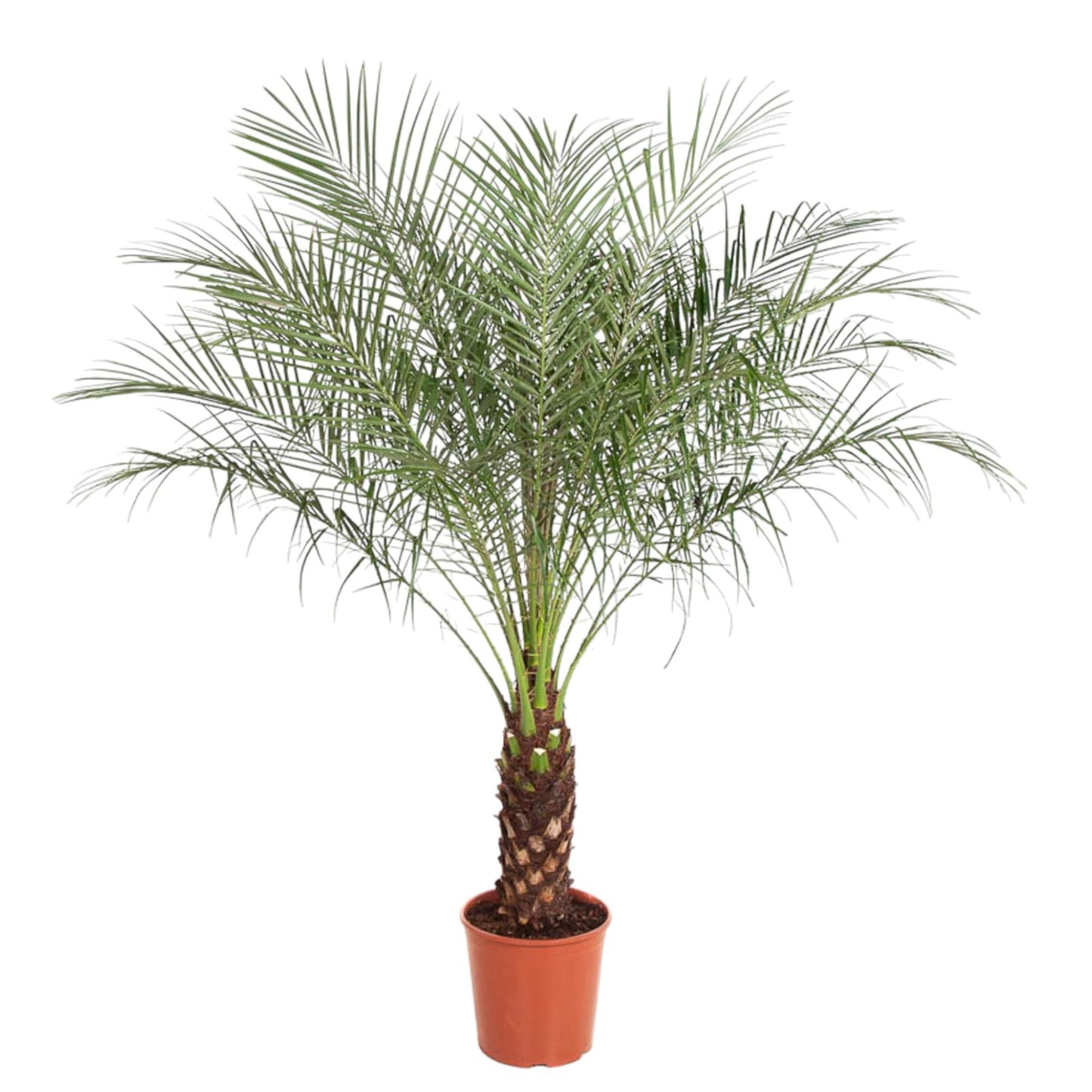 Phoenix Roebelenii - Dwarf date palm - 160 cm - ø27