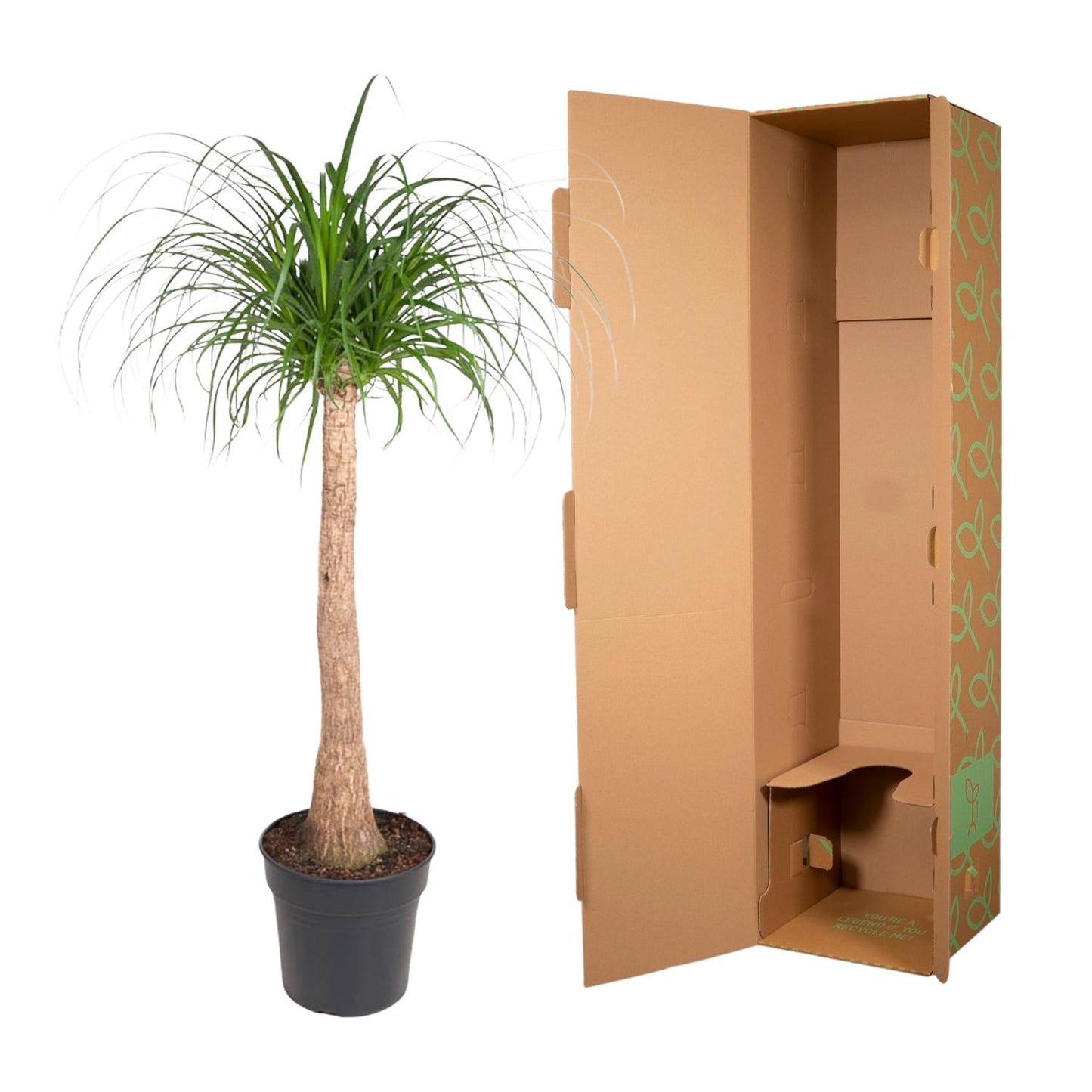 Beaucarnea trunk - 120 cm - ø32
