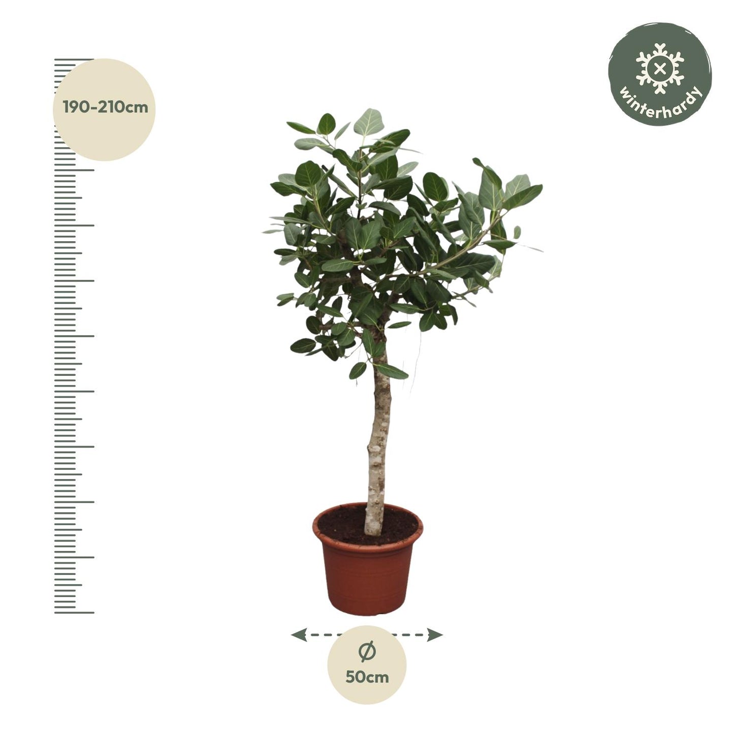 Ficus Benghalensis tree - 200 cm - ø50