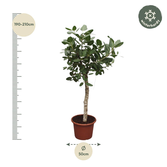 Ficus Benghalensis tree - 200 cm - ø50