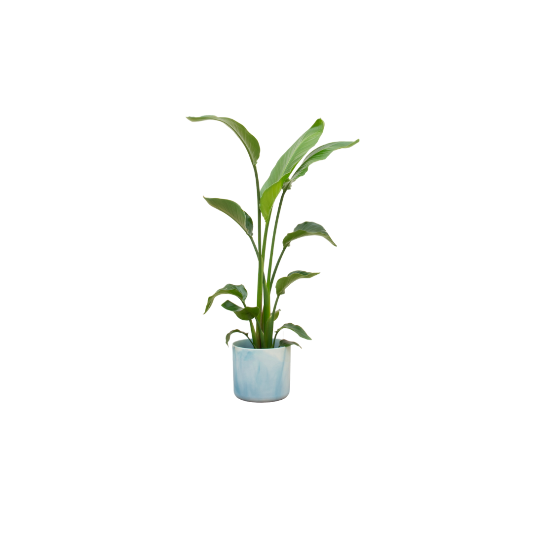 Strelitzia Nicolai (White Bird of Paradise Flower) 120 cm including elho Ocean Round Atlantic Blue Ø22 -
