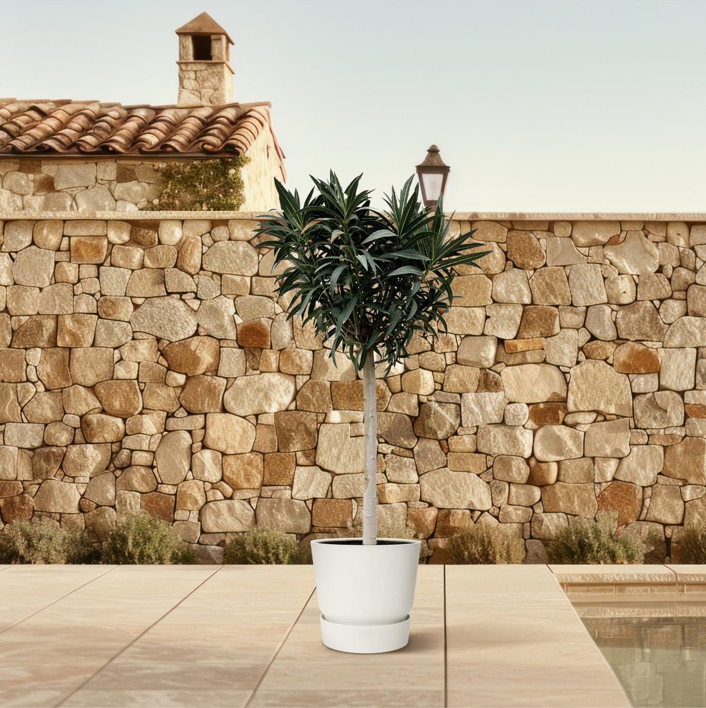 Nerium Oleander on stem with pink flower - 200cm - Ø35