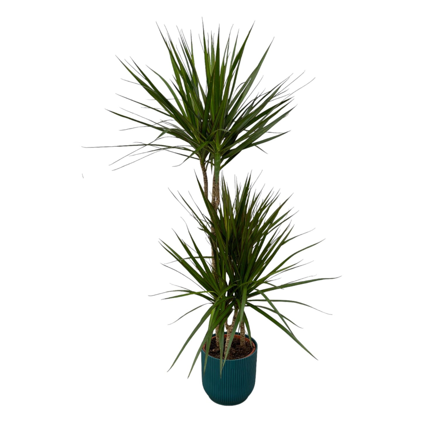 Dracaena marginata (dragon tree) - ↨120cm - Ø21cm including elho Vibes Fold Round blue D22xH20