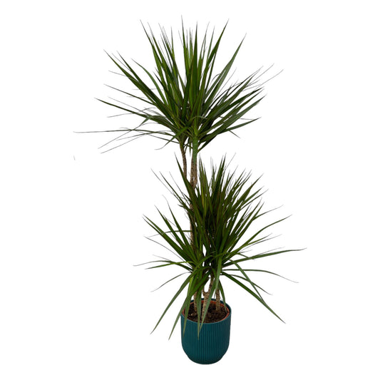 Dracaena marginata (dragon tree) - ↨120cm - Ø21cm including elho Vibes Fold Round blue D22xH20