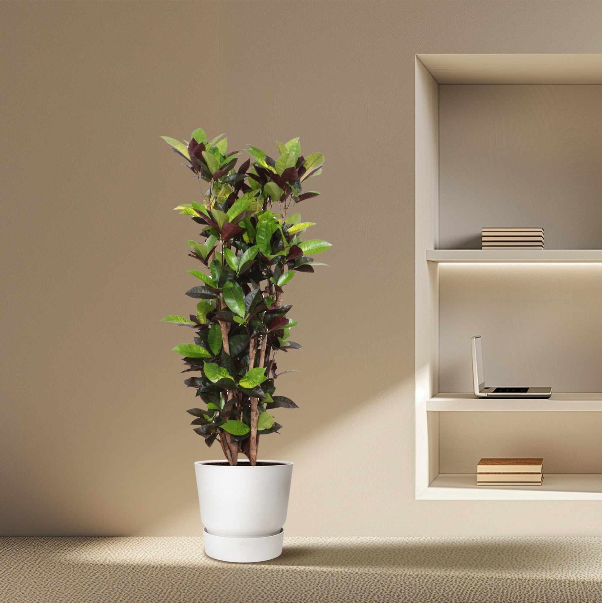 Codiaeum variegatum ‘Iceton’ (Croton)