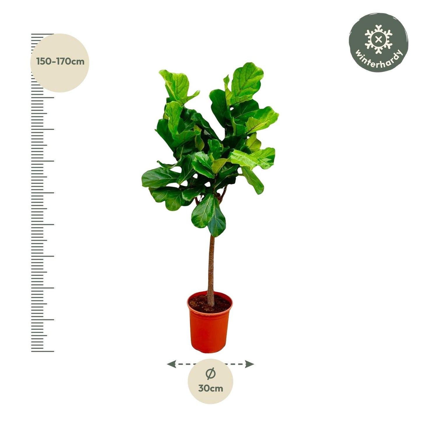 Ficus Lyrata tree - 150 cm - ø30