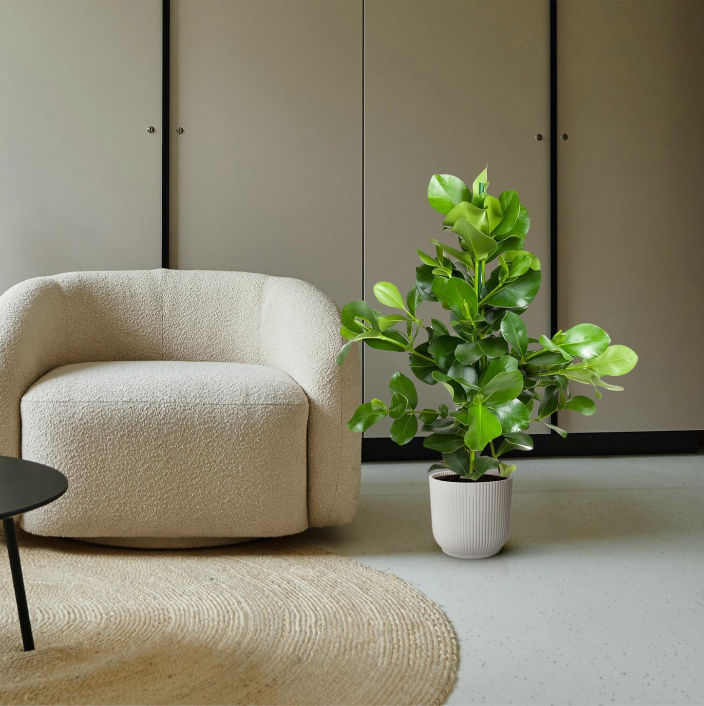 Clusia rosea (Signature plant) - 110 cm - ø24