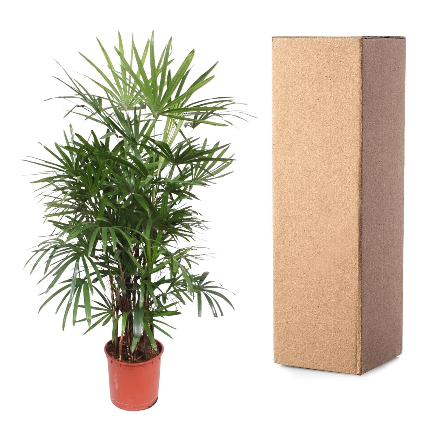 Rhapis Excelsa - Bamboo palm/lady palm - 190 cm - ø34