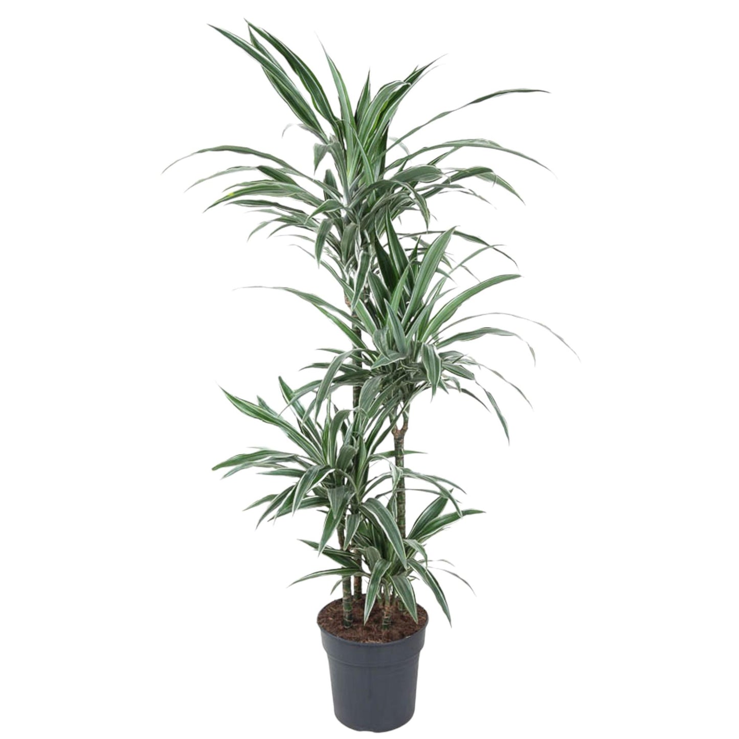 Dracaena Warneckei - 145 cm - ø30