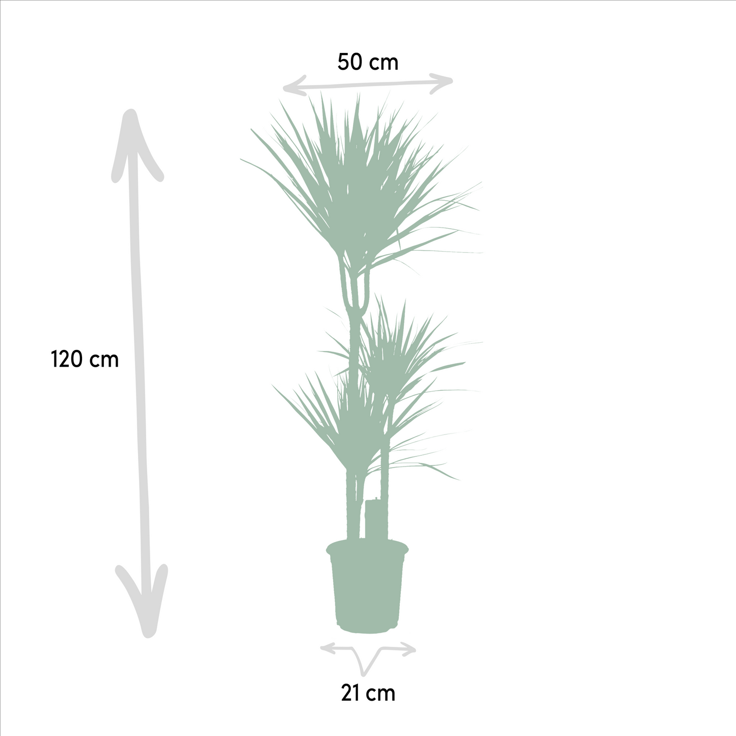 Dracaena x 2 - ↨120cm - Ø21cm + Dracaena - ↨70cm - Ø17cm