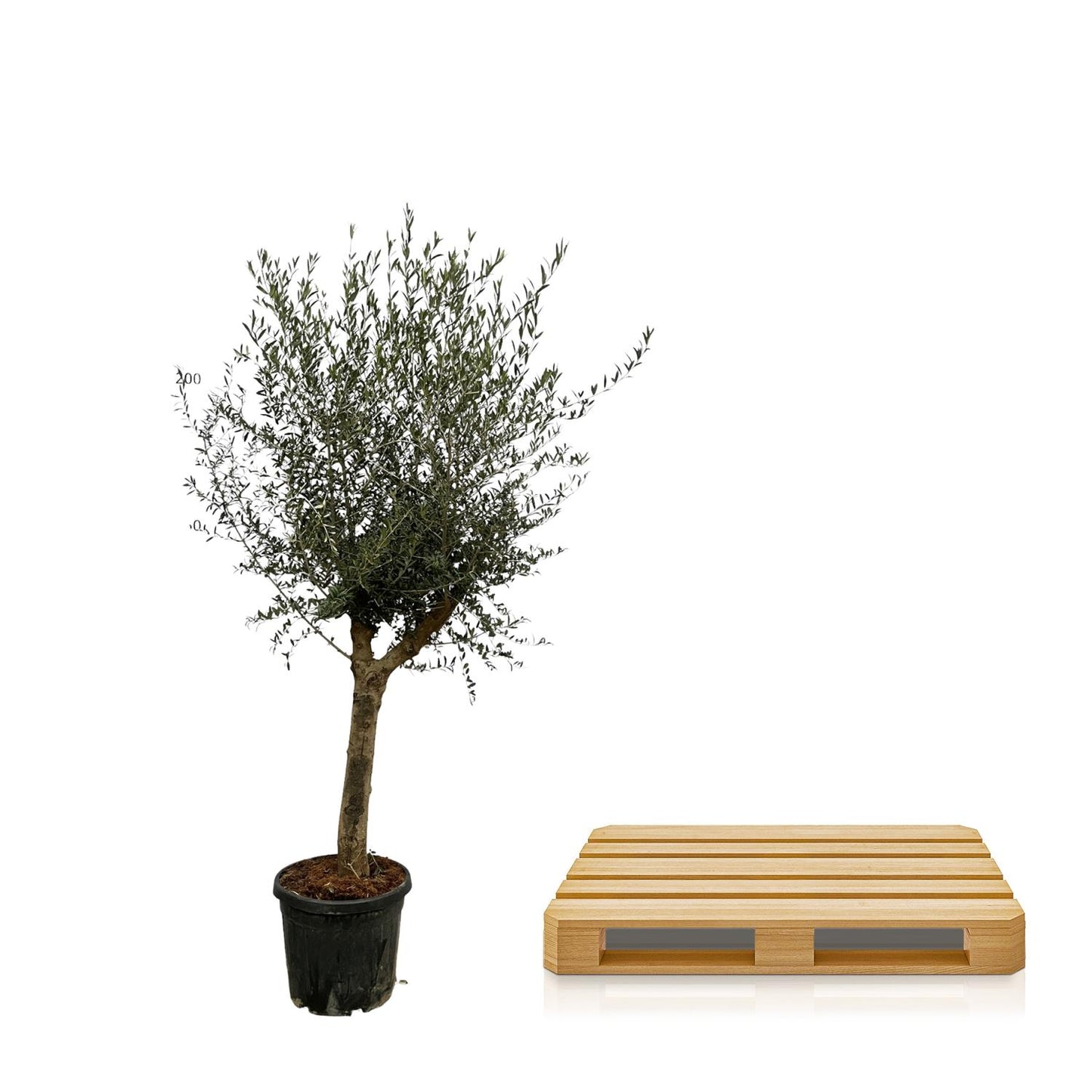 Olive tree Olea Lorc - 200 cm - Ø45 cm