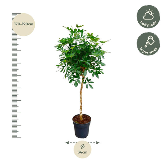 Schefflera arboricola - Finger plant - 170cm - ø35