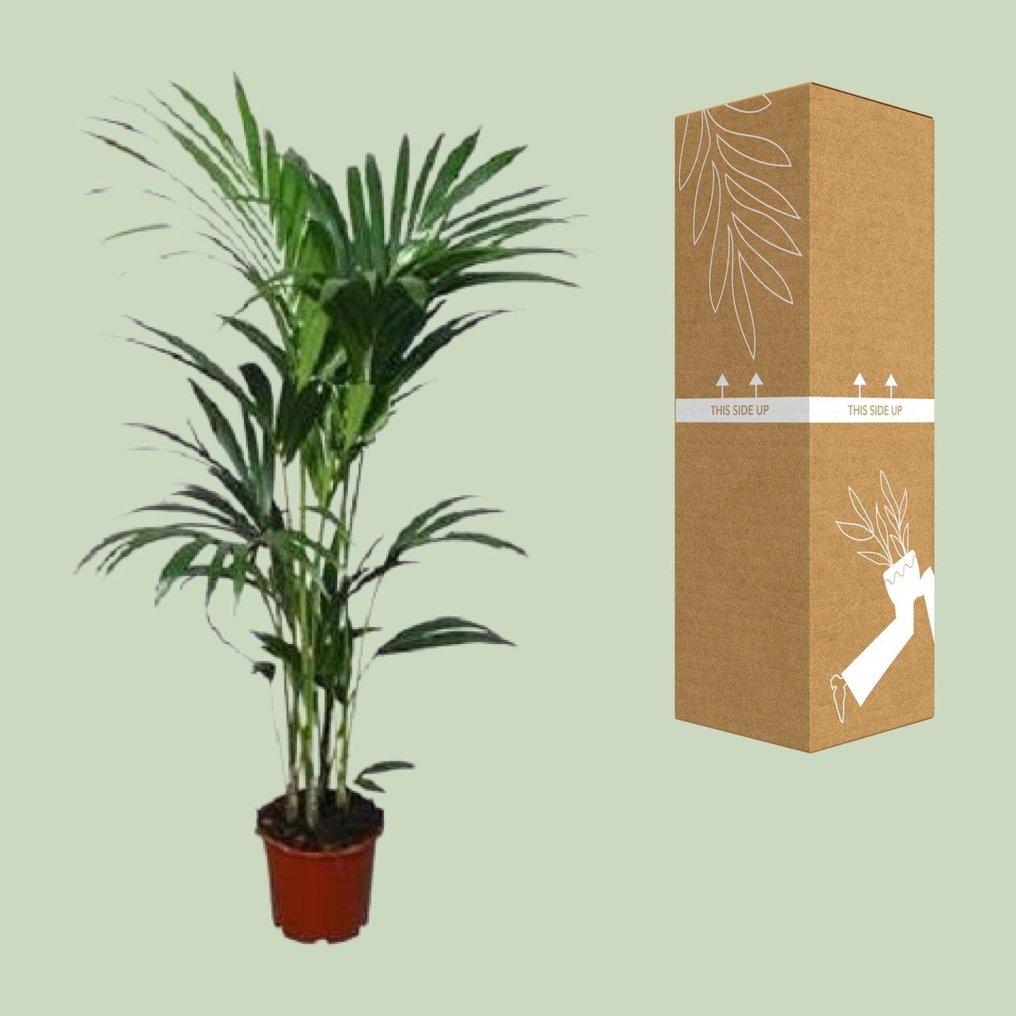 Kentia palm - ↕120cm - Ø24