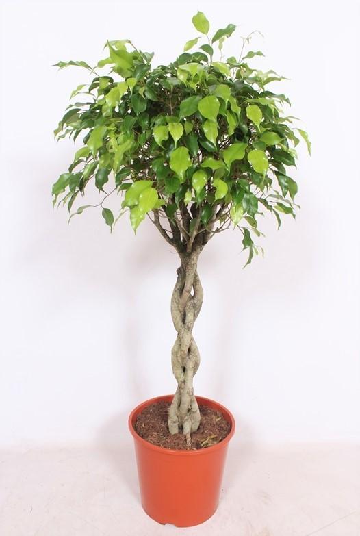 Ficus Exotica (weeping fig) - Ø30cm - ↕120cm