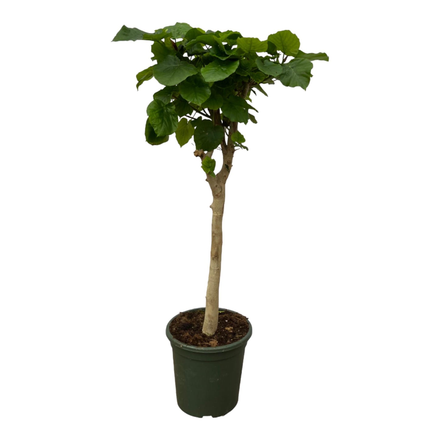 Ficus Umbellata - 180 cm - Ø30cm