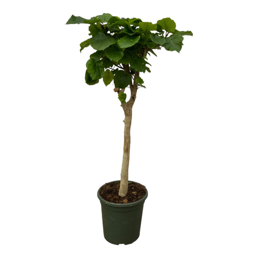 Ficus Umbellata - 180 cm - Ø30cm