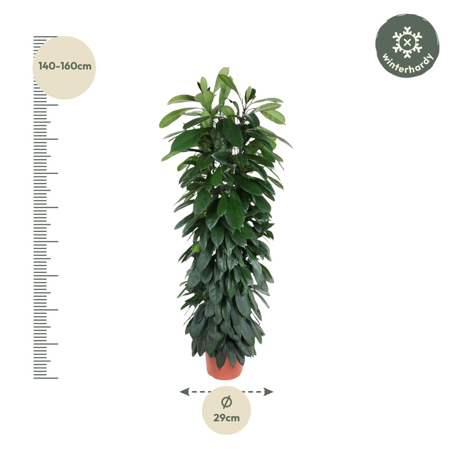 Ficus Cyatistipula column - 150 cm - ø29