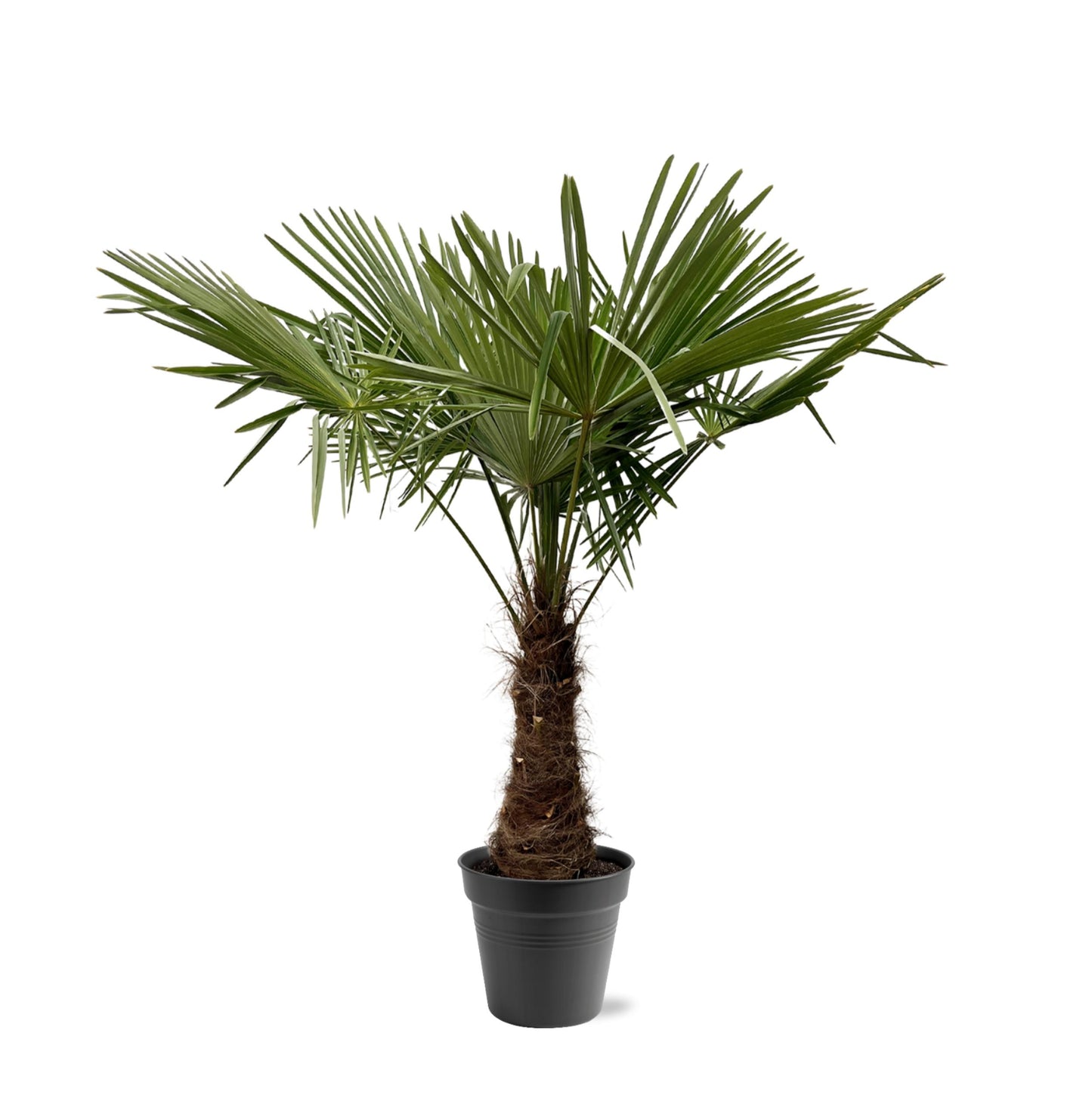 Chinese fan palm - Trachycarpus fortunei 160-180cm - Ø30