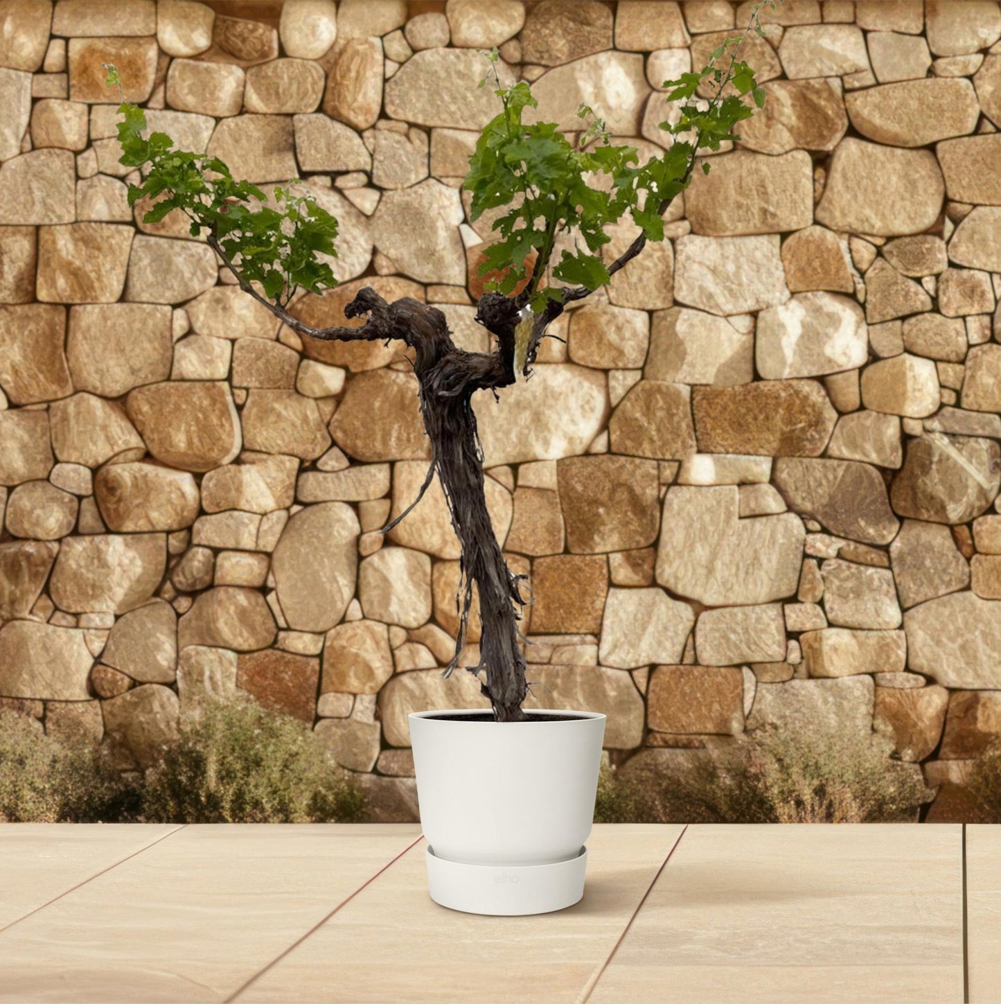 vitis vinifera outside