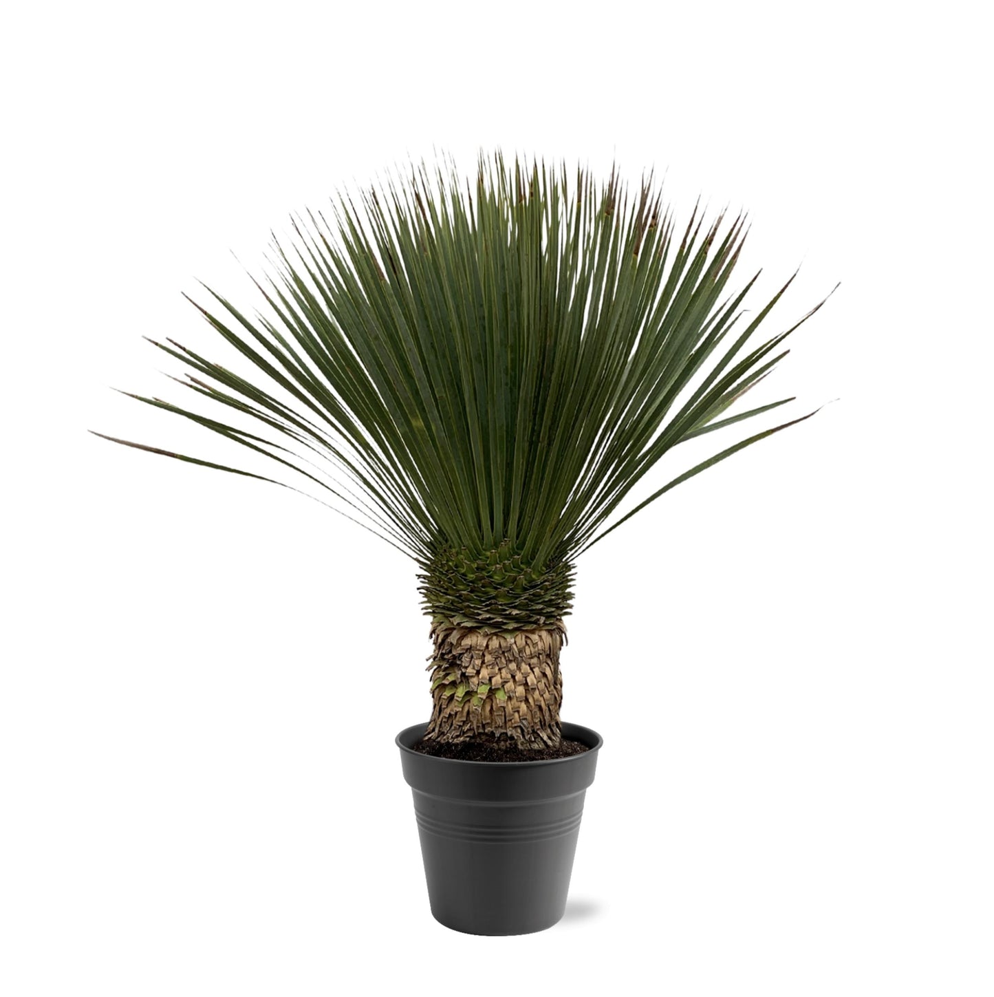 Yucca Rostrata - 80 - 100cm - Ø38