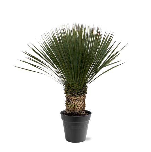 Yucca Rostrata - 80 - 100cm - Ø38